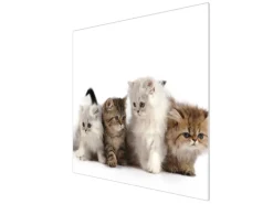 Banjado Herdabdeckplatte Glas 1 Teilig 60x52CM Schneidebrett Herdabdeckung Mit Motiv Kaetzchen