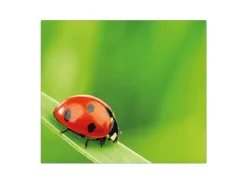 Banjado Herdabdeckplatte Glas 1 Teilig 60x52CM Schneidebrett Herdabdeckung Mit Motiv Marienkäfer