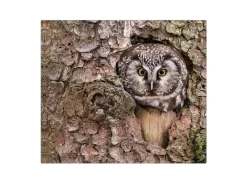 Banjado Herdabdeckplatte Glas 1 Teilig 60x52CM Schneidebrett Herdabdeckung Mit Motiv Eule