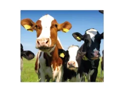 Banjado Herdabdeckplatte Glas 1 Teilig 60x52CM Schneidebrett Herdabdeckung Mit Motiv Kühe