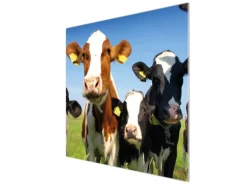 Banjado Herdabdeckplatte Glas 1 Teilig 60x52CM Schneidebrett Herdabdeckung Mit Motiv Kühe