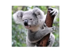 Banjado Herdabdeckplatte Glas 1 Teilig 60x52CM Schneidebrett Herdabdeckung Mit Motiv Koala