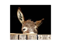 Banjado Herdabdeckplatte Glas 1 Teilig 60x52CM Schneidebrett Herdabdeckung Mit Motiv Esel