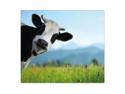 Banjado Herdabdeckplatte Glas 1 Teilig 60x52CM Schneidebrett Herdabdeckung Mit Motiv Neugierig