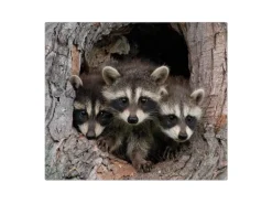 Banjado Herdabdeckplatte Glas 1 Teilig 60x52CM Schneidebrett Herdabdeckung Mit Motiv Drei Waschbären