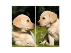 Banjado Herdabdeckplatte Glas 2 Teilig Je 30x52CM Schneidebrett Herdabdeckung Mit Motiv Labrador