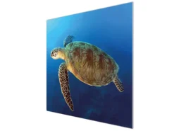 Banjado Herdabdeckplatte Glas 1 Teilig 60x52CM Schneidebrett Herdabdeckung Mit Motiv Wasserschildkröte