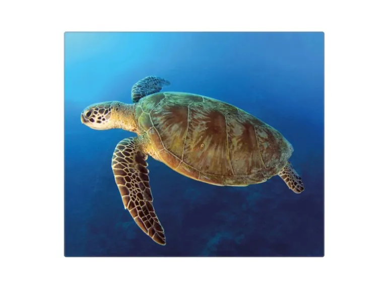 Banjado Herdabdeckplatte Glas 1 Teilig 60x52CM Schneidebrett Herdabdeckung Mit Motiv Wasserschildkröte