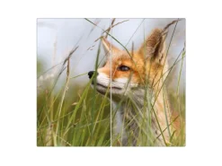 Banjado Herdabdeckplatte Glas 2 Teilig Je 30x52CM Schneidebrett Herdabdeckung Mit Motiv Fuchs