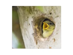 Banjado Herdabdeckplatte Glas 1 Teilig 60x52CM Schneidebrett Herdabdeckung Mit Motiv Blaumeise