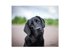 Banjado Herdabdeckplatte Glas 1 Teilig 60x52CM Schneidebrett Herdabdeckung Mit Motiv Paolo