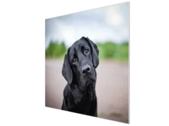 Banjado Herdabdeckplatte Glas 1 Teilig 60x52CM Schneidebrett Herdabdeckung Mit Motiv Paolo