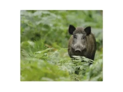 Banjado Herdabdeckplatte Glas 1 Teilig 60x52CM Schneidebrett Herdabdeckung Mit Motiv Wildschwein