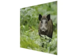 Banjado Herdabdeckplatte Glas 1 Teilig 60x52CM Schneidebrett Herdabdeckung Mit Motiv Wildschwein