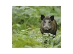Banjado Herdabdeckplatte Glas 1 Teilig 60x52CM Schneidebrett Herdabdeckung Mit Motiv Wildschwein