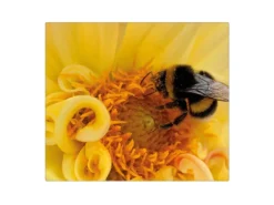 Banjado Herdabdeckplatte Glas 1 Teilig 60x52CM Schneidebrett Herdabdeckung Mit Motiv Hummel