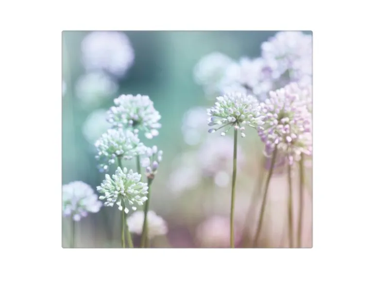 Banjado Herdabdeckplatte Glas 1 Teilig 60x52CM Schneidebrett Herdabdeckung Mit Motiv Lauchblüte