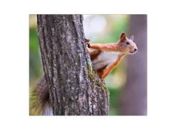 Banjado Herdabdeckplatte Glas 1 Teilig 60x52CM Schneidebrett Herdabdeckung Mit Motiv Eichhörnchen