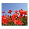 Banjado Herdabdeckplatte Glas 1 Teilig 60x52CM Schneidebrett Herdabdeckung Mit Motiv Mohnblumen