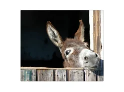 Banjado Herdabdeckplatte Glas 1 Teilig 60x52CM Schneidebrett Herdabdeckung Mit Motiv Nicki