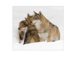 Banjado Herdabdeckplatte Glas 1 Teilig 60x52CM Schneidebrett Herdabdeckung Mit Motiv Wölfe