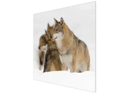 Banjado Herdabdeckplatte Glas 1 Teilig 60x52CM Schneidebrett Herdabdeckung Mit Motiv Wölfe