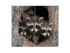 Banjado Herdabdeckplatte Glas 2 Teilig Je 30x52CM Schneidebrett Herdabdeckung Mit Motiv Drei Waschbären