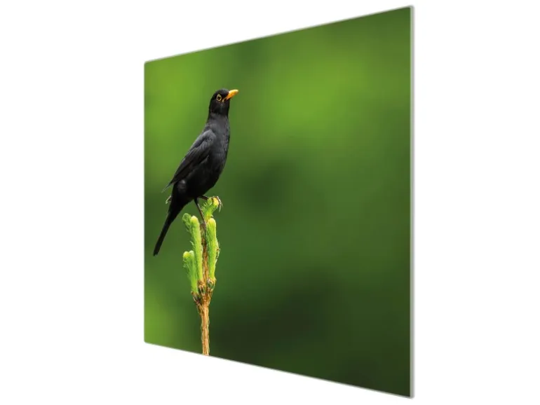 Banjado Herdabdeckplatte Glas 1 Teilig 60x52CM Schneidebrett Herdabdeckung Mit Motiv Vogel Auf Tannenzweig