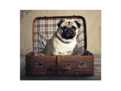 Banjado Herdabdeckplatte Glas 1 Teilig 60x52CM Schneidebrett Herdabdeckung Mit Motiv Mops Im Koffer