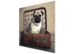 Banjado Herdabdeckplatte Glas 1 Teilig 60x52CM Schneidebrett Herdabdeckung Mit Motiv Mops Im Koffer