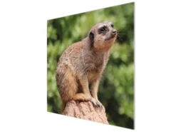 Banjado Herdabdeckplatte Glas 1 Teilig 60x52CM Schneidebrett Herdabdeckung Mit Motiv Sitzendes Erdmännchen