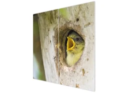 Banjado Herdabdeckplatte Glas 2 Teilig Je 30x52CM Schneidebrett Herdabdeckung Mit Motiv Blaumeise