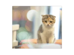 Banjado Herdabdeckplatte Glas 1 Teilig 60x52CM Schneidebrett Herdabdeckung Mit Motiv Kleine Katze