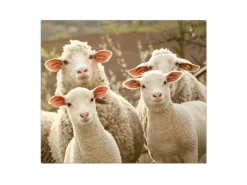 Banjado Herdabdeckplatte Glas 1 Teilig 60x52CM Schneidebrett Herdabdeckung Mit Motiv Schaffamilie