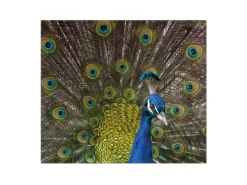 Banjado Herdabdeckplatte Glas 1 Teilig 60x52CM Schneidebrett Herdabdeckung Mit Motiv Pfau