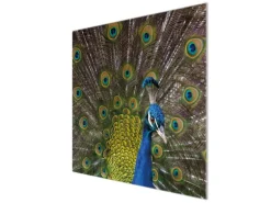 Banjado Herdabdeckplatte Glas 1 Teilig 60x52CM Schneidebrett Herdabdeckung Mit Motiv Pfau