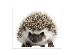 Banjado Herdabdeckplatte Glas 1 Teilig 60x52CM Schneidebrett Herdabdeckung Mit Motiv Igel