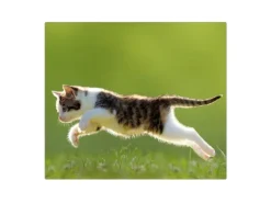 Banjado Herdabdeckplatte Glas 1 Teilig 60x52CM Schneidebrett Herdabdeckung Mit Motiv Jagende Katze