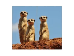 Banjado Herdabdeckplatte Glas 2 Teilig Je 30x52CM Schneidebrett Herdabdeckung Mit Motiv Erdmännchenfamilie