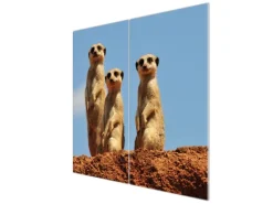 Banjado Herdabdeckplatte Glas 2 Teilig Je 30x52CM Schneidebrett Herdabdeckung Mit Motiv Erdmännchenfamilie