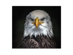 Banjado Herdabdeckplatte Glas 1 Teilig 60x52CM Schneidebrett Herdabdeckung Mit Motiv Adler