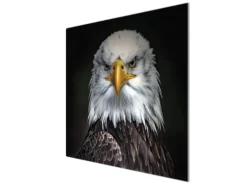 Banjado Herdabdeckplatte Glas 1 Teilig 60x52CM Schneidebrett Herdabdeckung Mit Motiv Adler