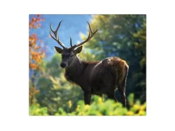 Banjado Herdabdeckplatte Glas 1 Teilig 60x52CM Schneidebrett Herdabdeckung Mit Motiv Hirsch