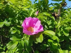 Baumfink Apfelrose als Topfpflanze 40-60cm