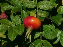 Baumfink Apfelrose als Topfpflanze 40-60cm