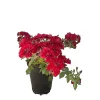 Baumfink Bodendeckerrose Fairy Red 92 im Topf