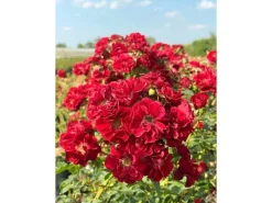 Baumfink Bodendeckerrose Fairy Red 92 im Topf