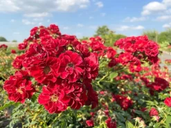 Baumfink Bodendeckerrose Fairy Red 92 im Topf