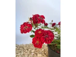 Baumfink Bodendeckerrose Fairy Red 92 im Topf