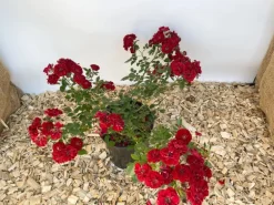 Baumfink Bodendeckerrose Fairy Red 92 im Topf